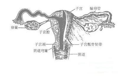 男性生殖器官结构模型-上海怡健医学