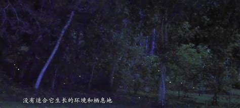 【独立用车一单一团】云南西双版纳旅游中科院植物园萤火虫一日游-旅游度假-飞猪