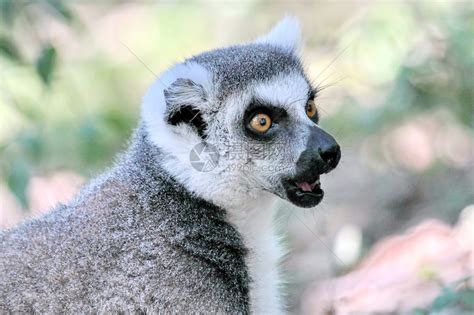 马达加斯加最后的“精灵” ——环尾狐猴 - 知乎