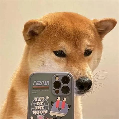 柴犬古风图片头像女生可爱