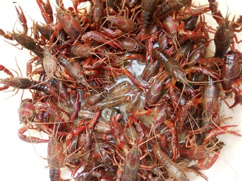 澳洲淡水小龙虾蓝龙虾介绍简介（四）#澳洲淡水小龙虾水中溶氧量 - 知乎