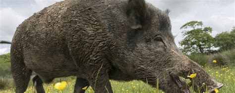 野山猪是保护动物吗 野山猪是不是保护动物_知秀网