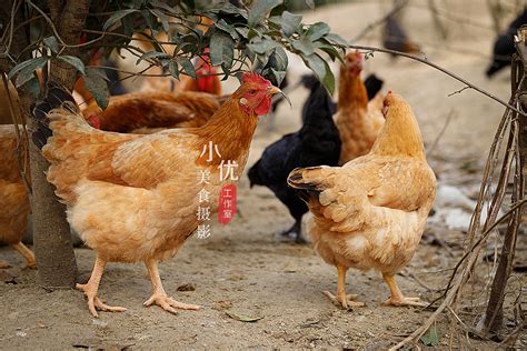 禽类公鸡自然动物翻毛鸡摄影图配图高清摄影大图-千库网