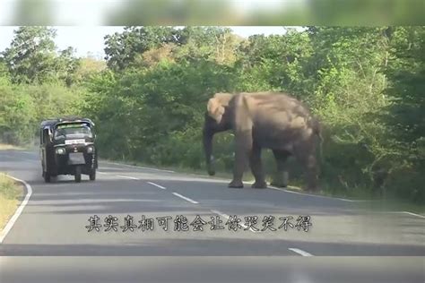 霸道大象守在马路旁，疯狂袭击过往车辆，知道缘由后哭笑不得！_过往_袭击_马路