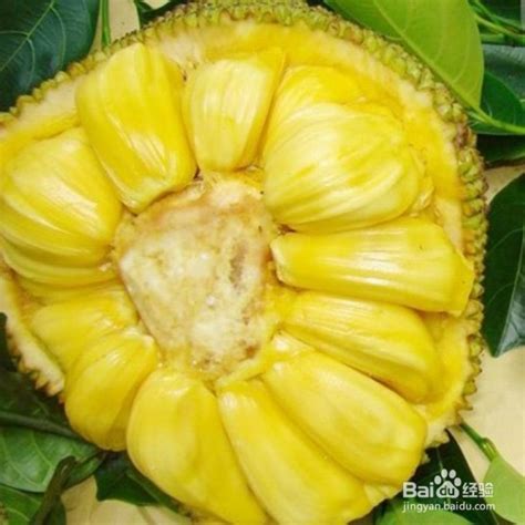 [新闻稿]海南热带水果种植产地环岛行即将出发，马上点击报名 | 国际果蔬报道