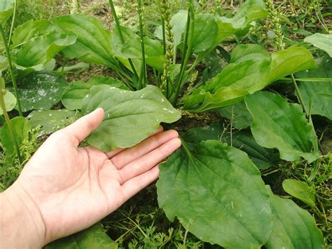 百草大全图片