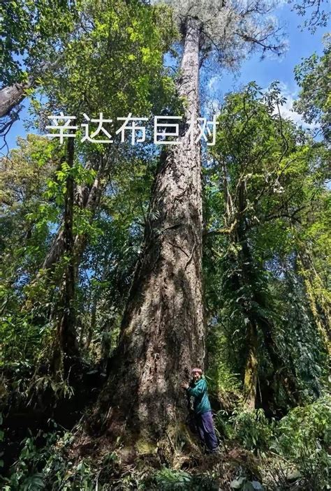 我国最高树高度不断刷新，仍比世界最高树低33米，世界树王有多高