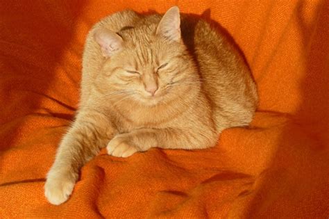 橘猫和橘色狸花猫是两种猫吗？区别是什么？看了你就知道