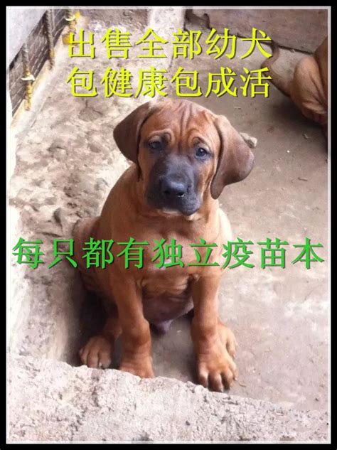 三个多月的小土佐 - 土佐犬 - 猛犬俱乐部-中国具有影响力的猛犬网站 - Powered by Discuz!