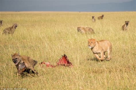 鬣狗偷袭熟睡的雄狮能得手吗（成年雄狮能打赢多少只鬣狗）-七暖网