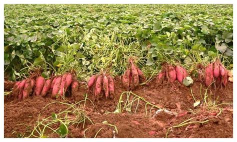 红薯栽培高产优质不是难事，做好这4件事，一棵能结一大堆