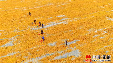 甘肃张掖：高粱种子喜丰收-人民图片网