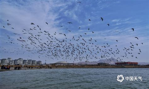 内蒙古乌海市气温急速回升 乌海湖上红嘴鸥结伴“畅玩”-图片频道