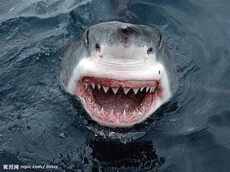 鲨鱼的种类及名称,鲨鱼的种类图片,鲨鱼种类名称_大山谷图库