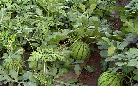 西瓜几月份种植最好，什么时候种西瓜最适合|admin_人人点