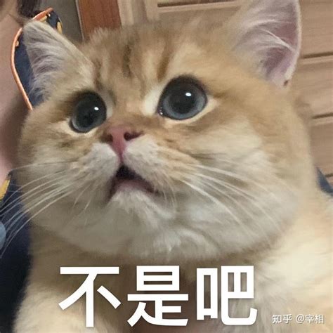 杭州春节上门喂猫咪 - 知乎