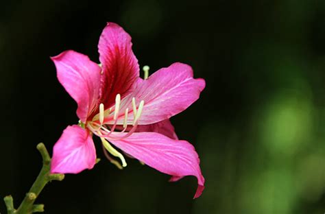 紫荆花的花语是什么？紫荆花的寓意和象征-花卉百科-中国花木网