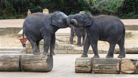 San Diego Zoo Celebrates Baby Elephant