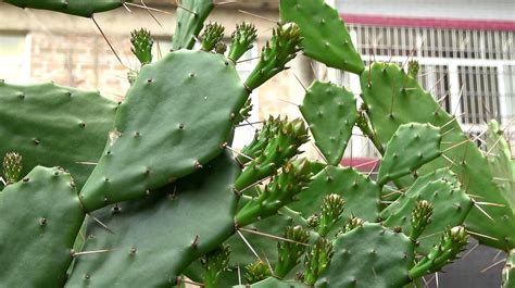 仙人掌类植物有哪些？ - 养花百科