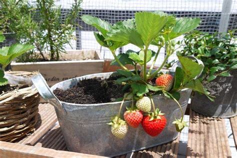 草莓直接种土里可以吗 —【发财农业网】