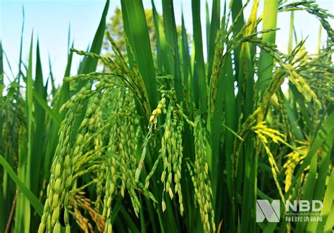 超级杂交水稻今日收割 将发给村民食用_手机凤凰网