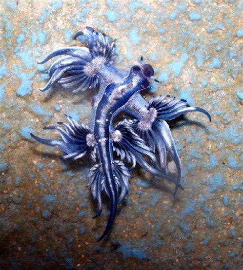 大西洋海神海蛞蝓，像是穿越到人间的宠物小精灵-搜狐大视野-搜狐新闻