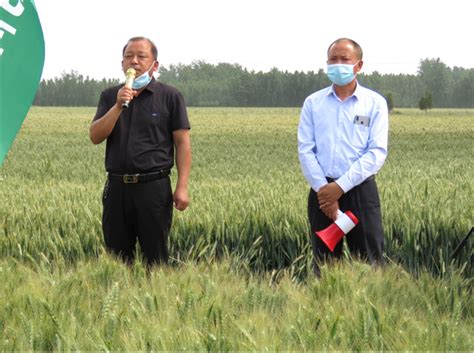 梁园区谢集镇开展优质小麦品种田间观摩活动-中华网河南