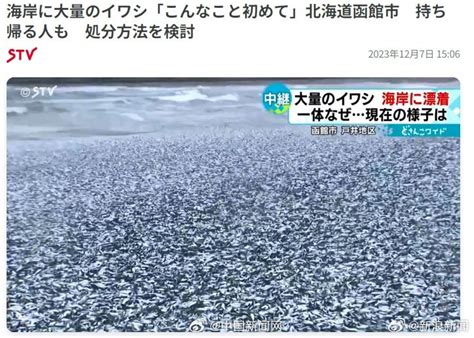 北海道现大量沙丁鱼尸体|沙丁鱼|北海道|尸体_新浪新闻