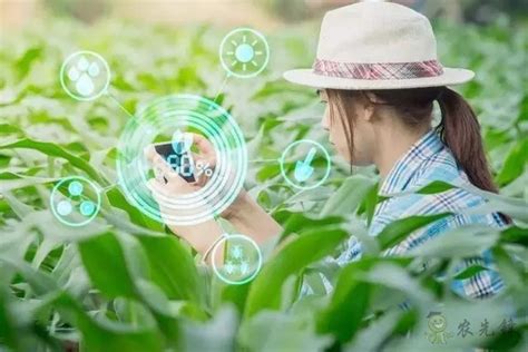 将智慧农业带到田间地头 青岛打造智慧农业大数据平台凤凰网青岛_凤凰网