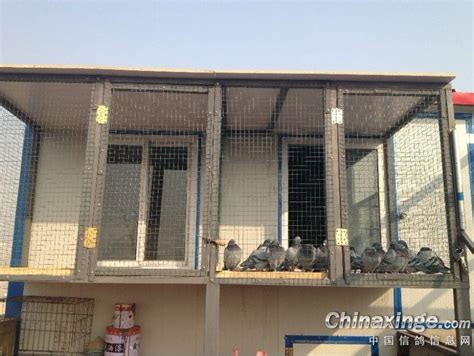 单位楼顶建鸽棚——小鸽子出棚了-中国信鸽信息网相册