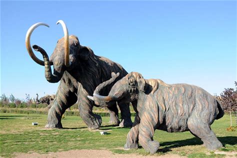 真猛犸象曾是世界上最大的象 经历几万年骨骼依然未石化_探秘志