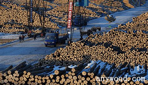 中联木业城一区新到一批红桂宝板材--张家港木材网