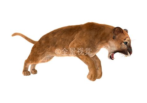 与雪豹类似的大型猫科动物在过去600万年间一直栖息在喜马拉雅山 - 化石网