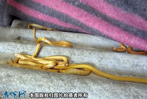 黄金条蛇学名叫什么蛇？_蛇百科问答_毒蛇网