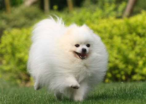 非主流博美犬头像