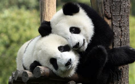 大熊猫由濒危降到易危，圈养大熊猫距离回归野外还有多远？