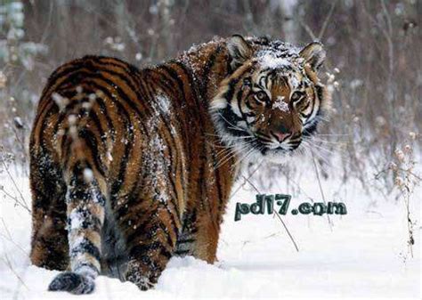 猛兽自然老虎凶猛动物摄影图配图高清摄影大图-千库网