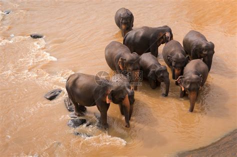 在红河里给大象洗澡高清图片下载-正版图片505610478-摄图网