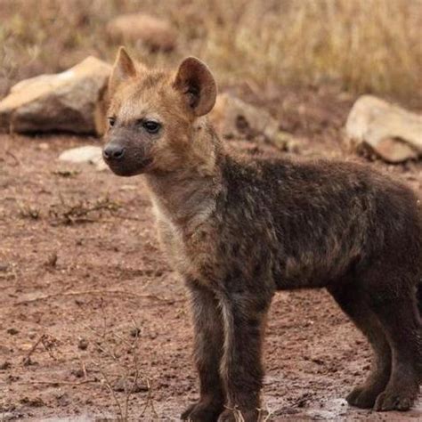 非洲母鬣狗有多厉害？一狗出征养活全家，还能从狮子嘴里抢食