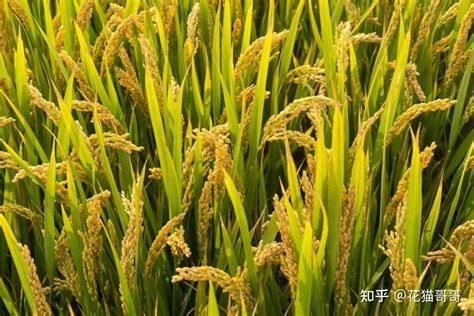 北京大学邓兴旺/何航团队揭示杂交水稻杂种优势位点形成遗传机制 - 生物通