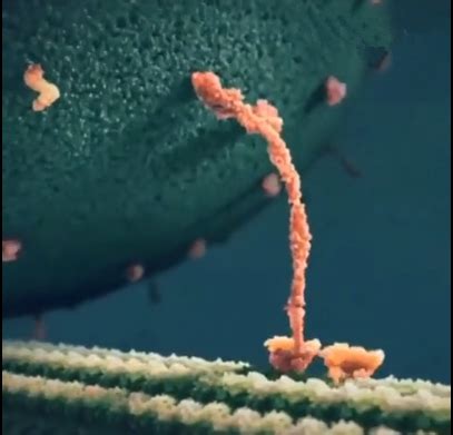 Cell：揭示人类伴侣蛋白TRiC指导微管蛋白折叠机制