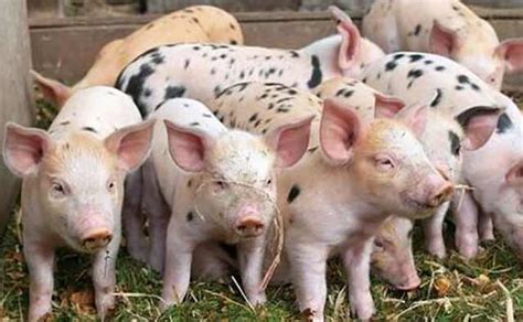 猪病大全及治疗方法-猪病诊断与防治-养猪与猪病防治-第2页 - 畜小牧养殖网