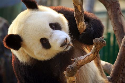 成都大熊猫繁育研究基地预订_地址_价格查询-【要出发， 有品质的旅行】