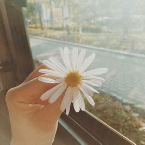 唯美手中花图图片