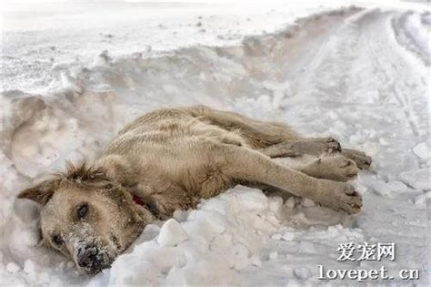 狗妈妈走失，零下20度被冻死在雪地，用身体温暖怀中7只幼崽... | 爱宠网