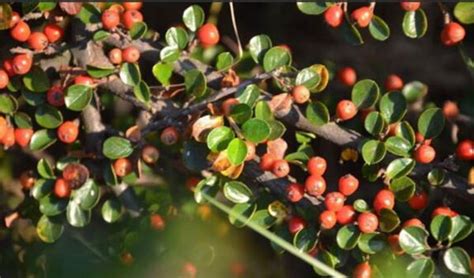 皱叶柳叶栒子-神农架植物-图片
