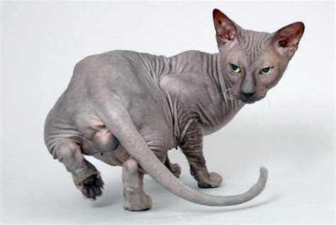 斯芬克斯猫(Sphynx)又称加拿大无毛猫体图片