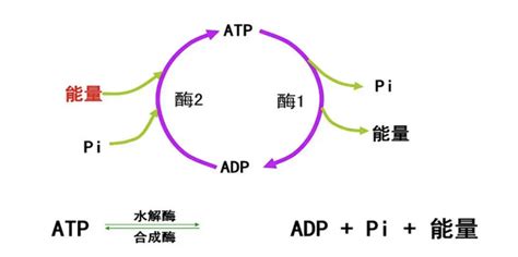 P型H+－ATP酶和V型H+－ATP酶有什么区别？ - 知乎