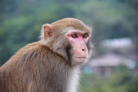 2021...眉山不得不看的就是峨眉山的猴子，据说峨眉的猴子聪明有趣又富有灵性，而且绝对是峨眉之旅的一大亮点_峨眉山生态猴区-评论-去哪儿攻略