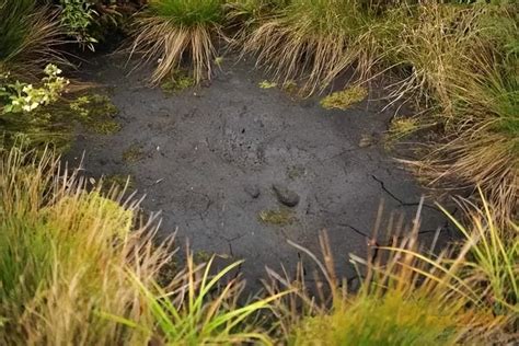 人掉入沼泽地如何自救（野外探险不小心掉进沼泽的自救方法） – 碳资讯